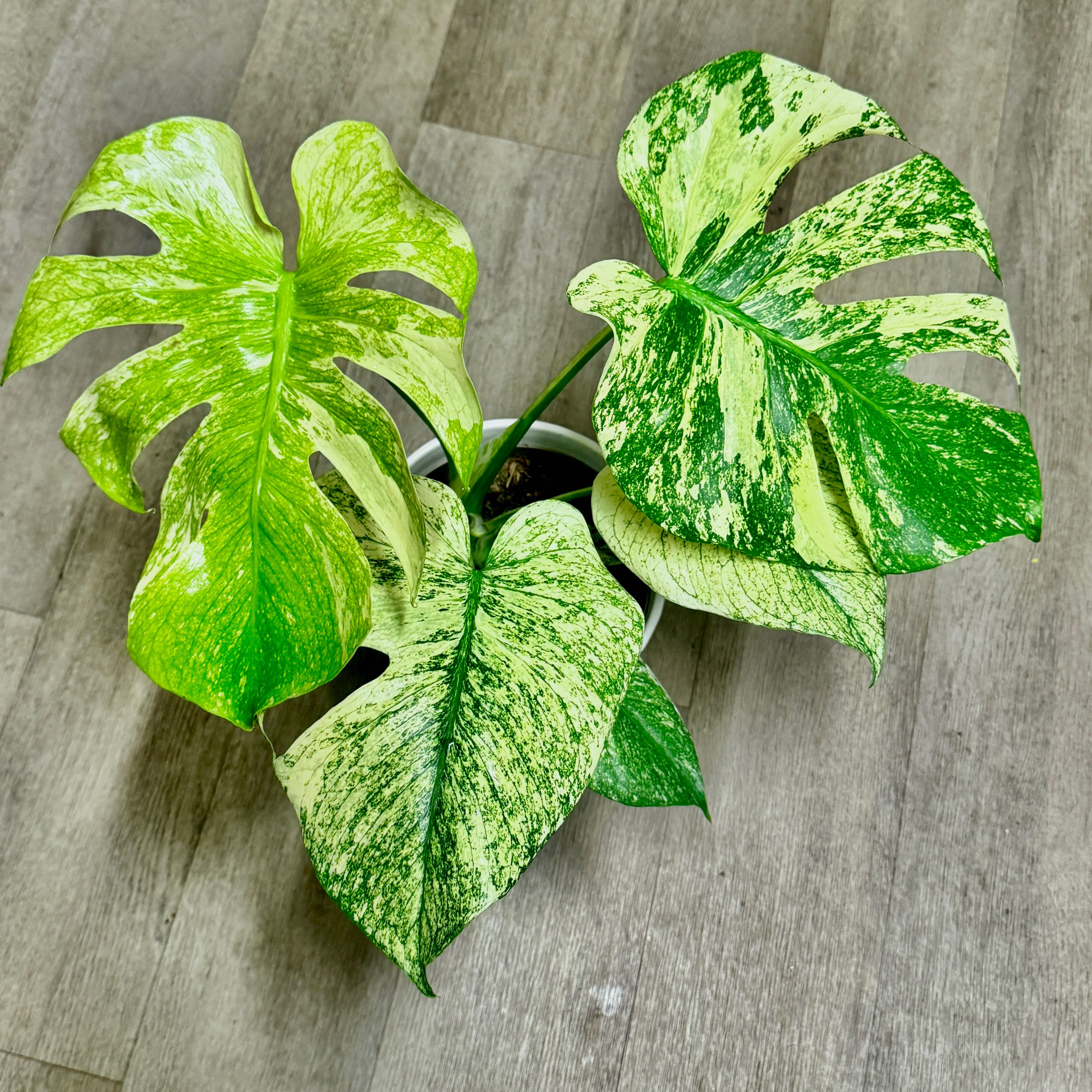 Photo of the plant species Monstera deliciosa 'Mint Variegata' by @PapisPlantProps named Artemis on Greg, the plant care app