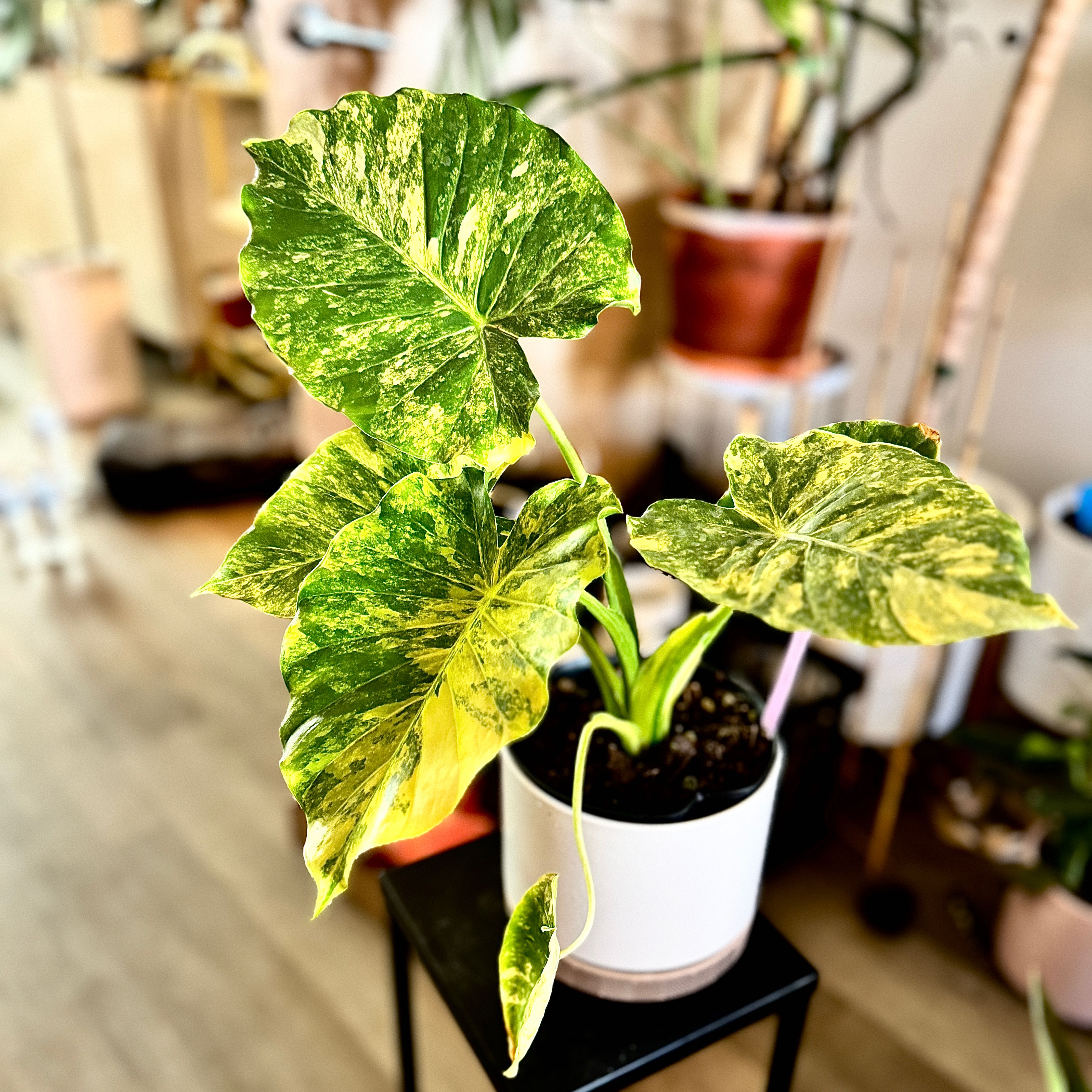 Photo of the plant species Alocasia Gageana Aurea Variegata by @PapisPlantProps named Aurelius on Greg, the plant care app