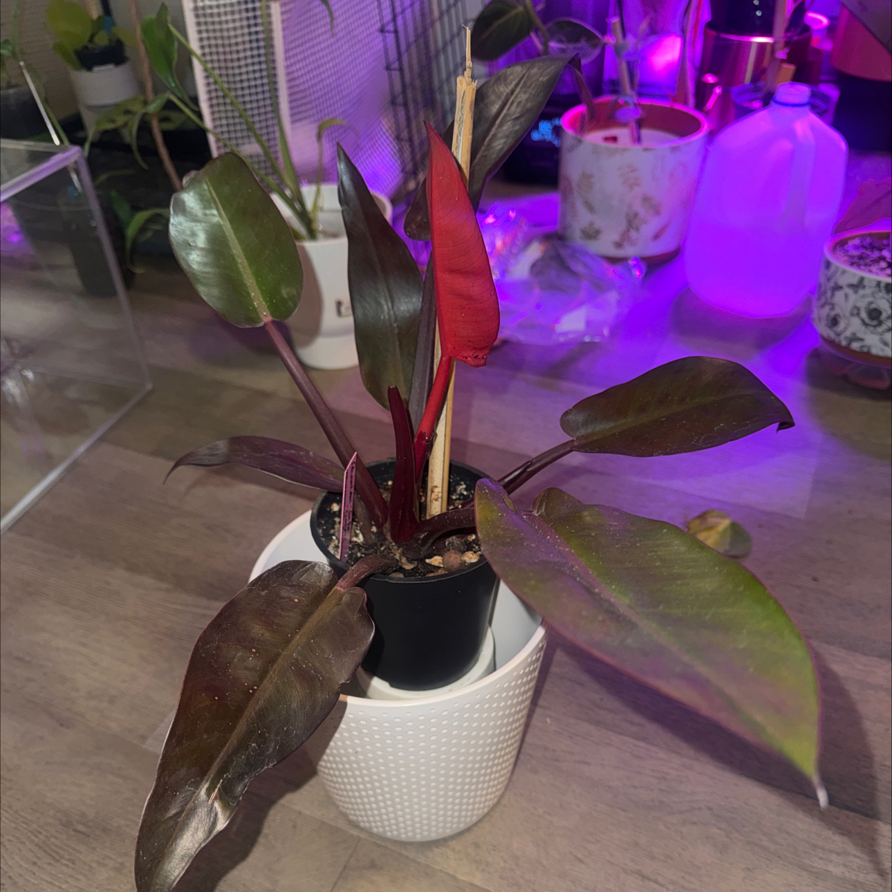 Photo of the plant species Philodendron 'Sun Red' by @PapisPlantProps named Clifford on Greg, the plant care app