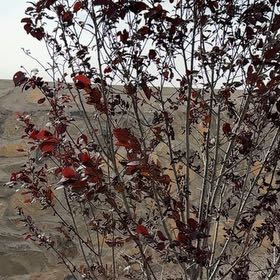 Photo of the plant species Purple Leaf Plum by @ProudlyMakura48 named Tree on Greg, the plant care app