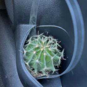 Photo of the plant species Cactus by @AvidAsteriskivy named Hamilton on Greg, the plant care app