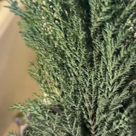 Photo of the plant species Red Pine by @LeisuredCacto49 named Khaleesi on Greg, the plant care app