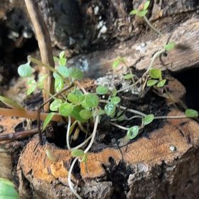 Photo of the plant species Coral Moss by @LeisuredCacto49 named Anne on Greg, the plant care app