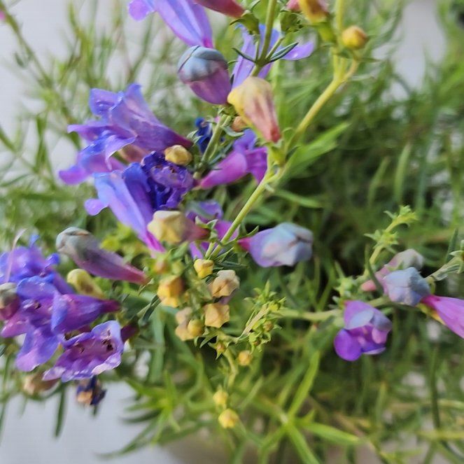 Photo of the plant species Penstemon by @GoldSweetleaf36 named Planty on Greg, the plant care app