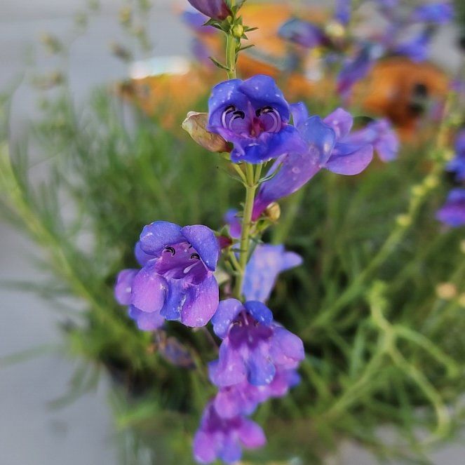 Photo of the plant species Penstemon 'Margarita BOP' by @GoldSweetleaf36 named Queen on Greg, the plant care app