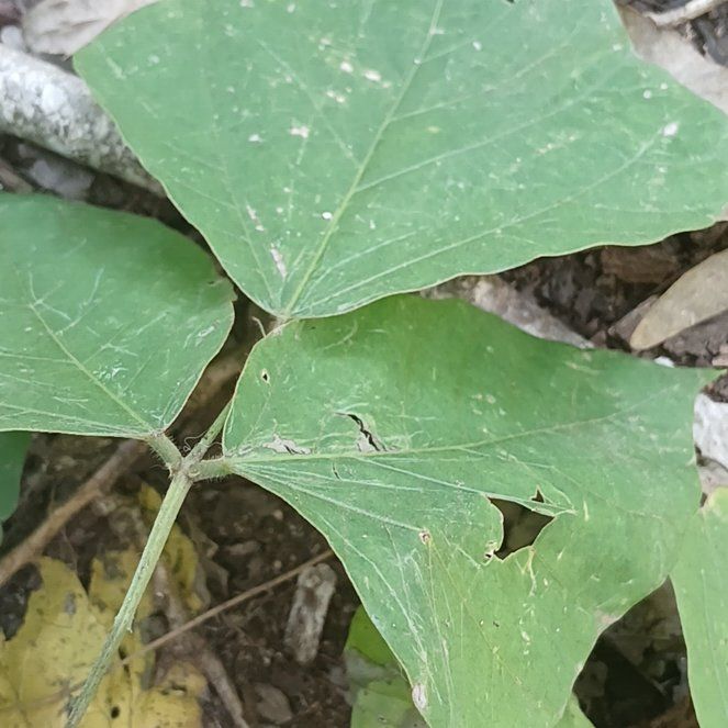 Photo of the plant species Kudzu by @ModelKūmarahou named Beyonce on Greg, the plant care app