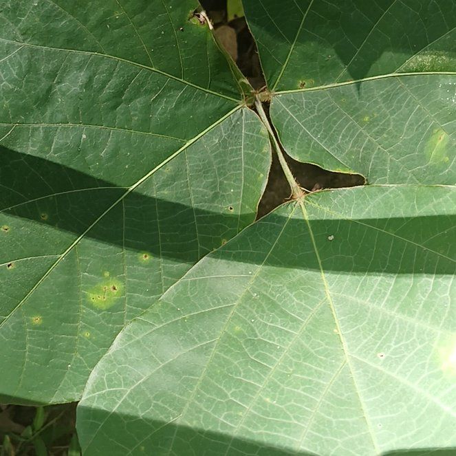 Photo of the plant species Kudzu by @ModelKūmarahou named Drake on Greg, the plant care app