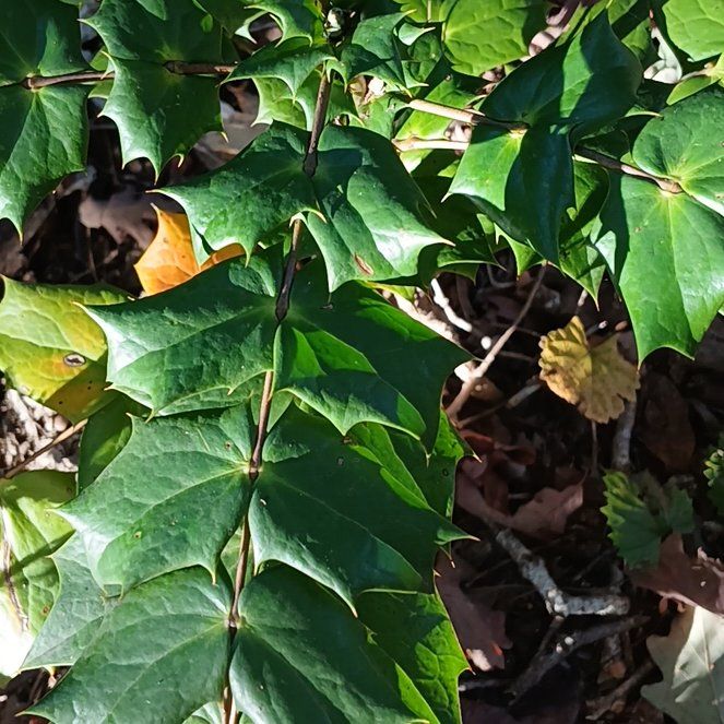 Photo of the plant species Beale's Mahonia by @ModelKūmarahou named Delilah on Greg, the plant care app