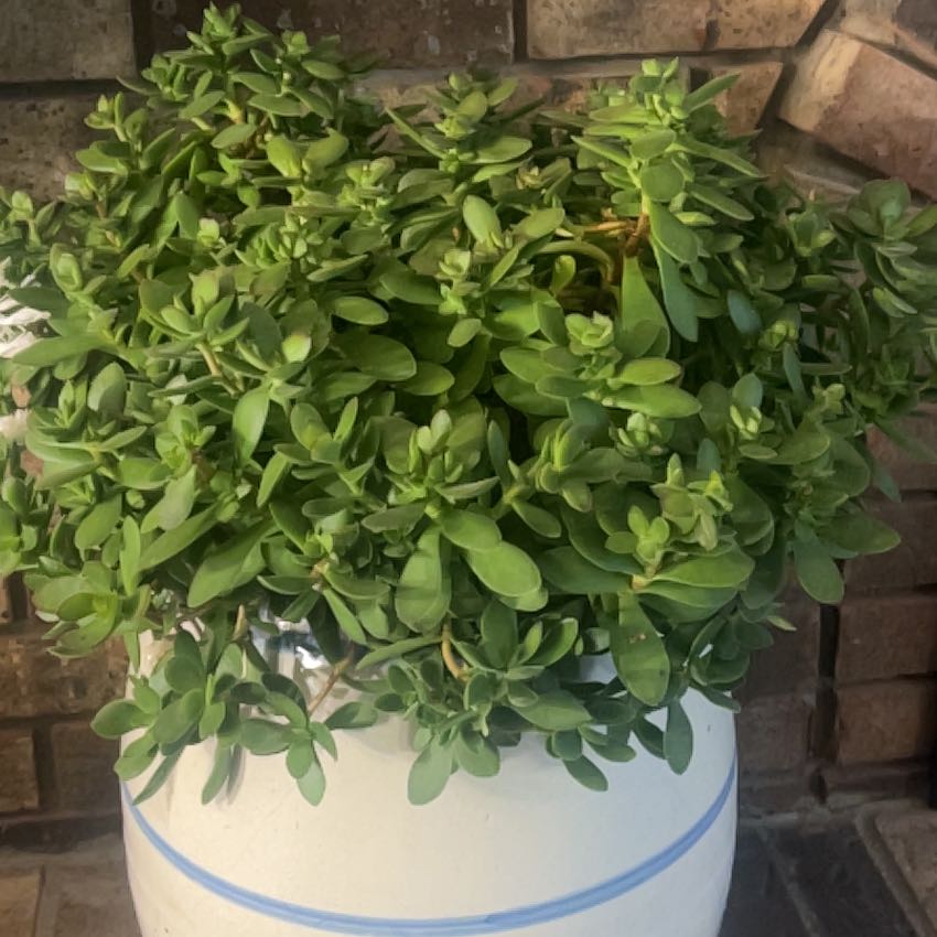 Photo of the plant species Money Maker by @Amys9496 named Kesha on Greg, the plant care app