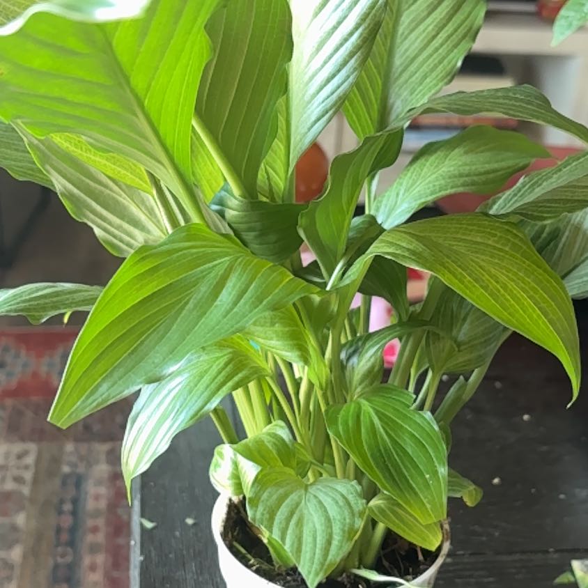 Photo of the plant species Platinum Mist Peace Lily by @ActualColtsfoot named lily on Greg, the plant care app
