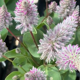 Photo of the plant species Pink Mulla Mulla by @ActualColtsfoot named Kylie on Greg, the plant care app