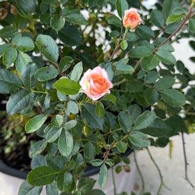 Photo of the plant species Apricot Drift Rose by @CajunPoodle named Kylie on Greg, the plant care app