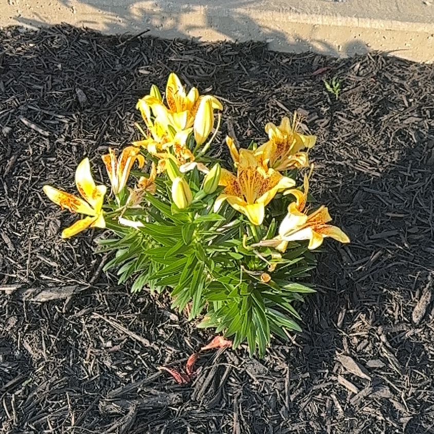 Photo of the plant species Asiatic Lily by @PresidentSedge named Duke on Greg, the plant care app