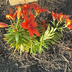 Photo of the plant species Asiatic Lily by @PresidentSedge named Dolores on Greg, the plant care app