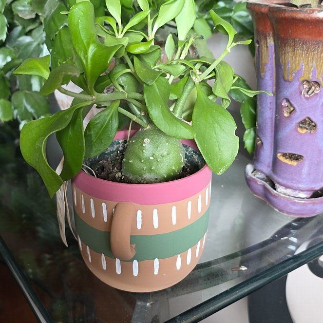 Photo of the plant species Ant plant by @SnappyCorkoak named Luna on Greg, the plant care app