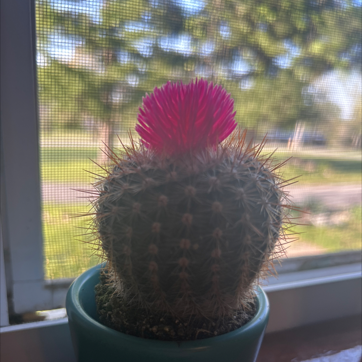 Photo of the plant species Mammillaria polythele 'Nuda' by @YeveAtom12 named Cutie Patootie on Greg, the plant care app