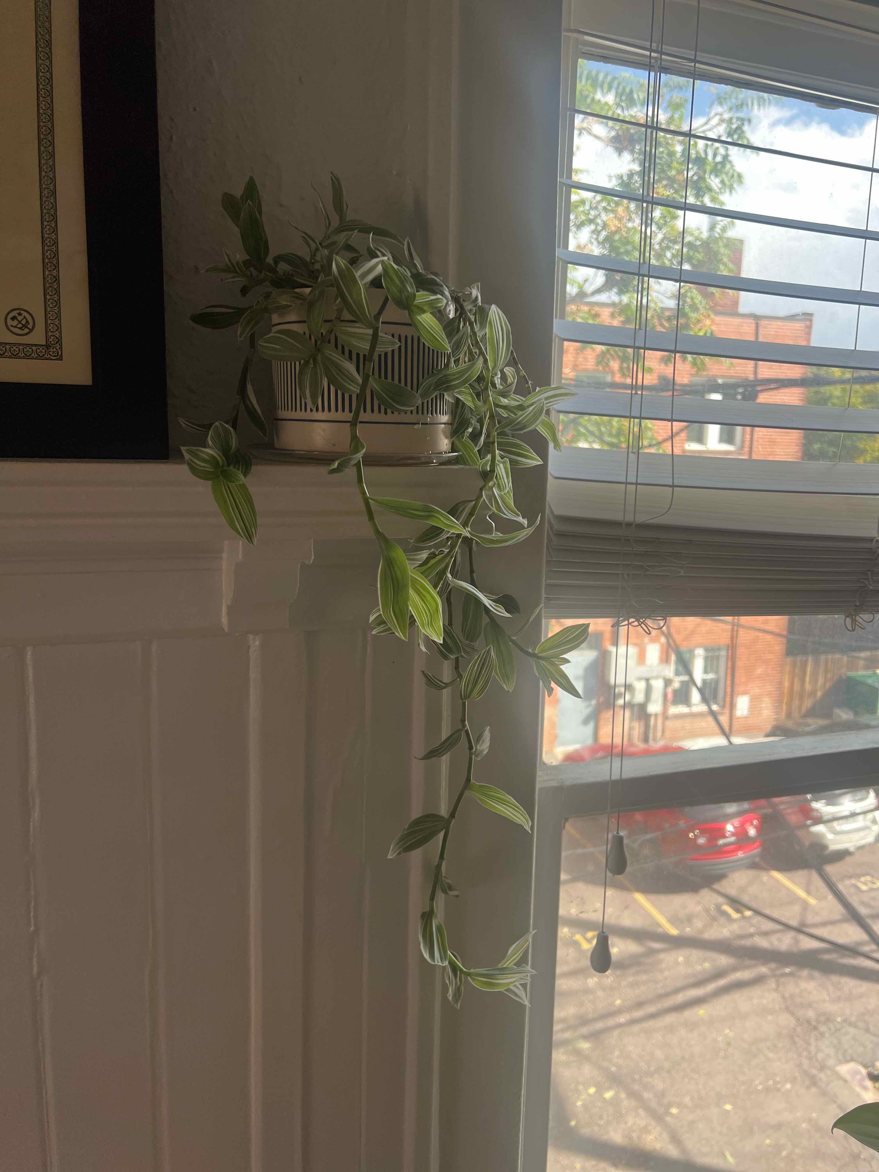 Tradescantia 'Yellow Zebra' plant on a windowsill with vibrant green and yellow striped leaves.