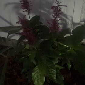 Photo of the plant species Odontonema tubaeforme by @Bexi named Athena on Greg, the plant care app