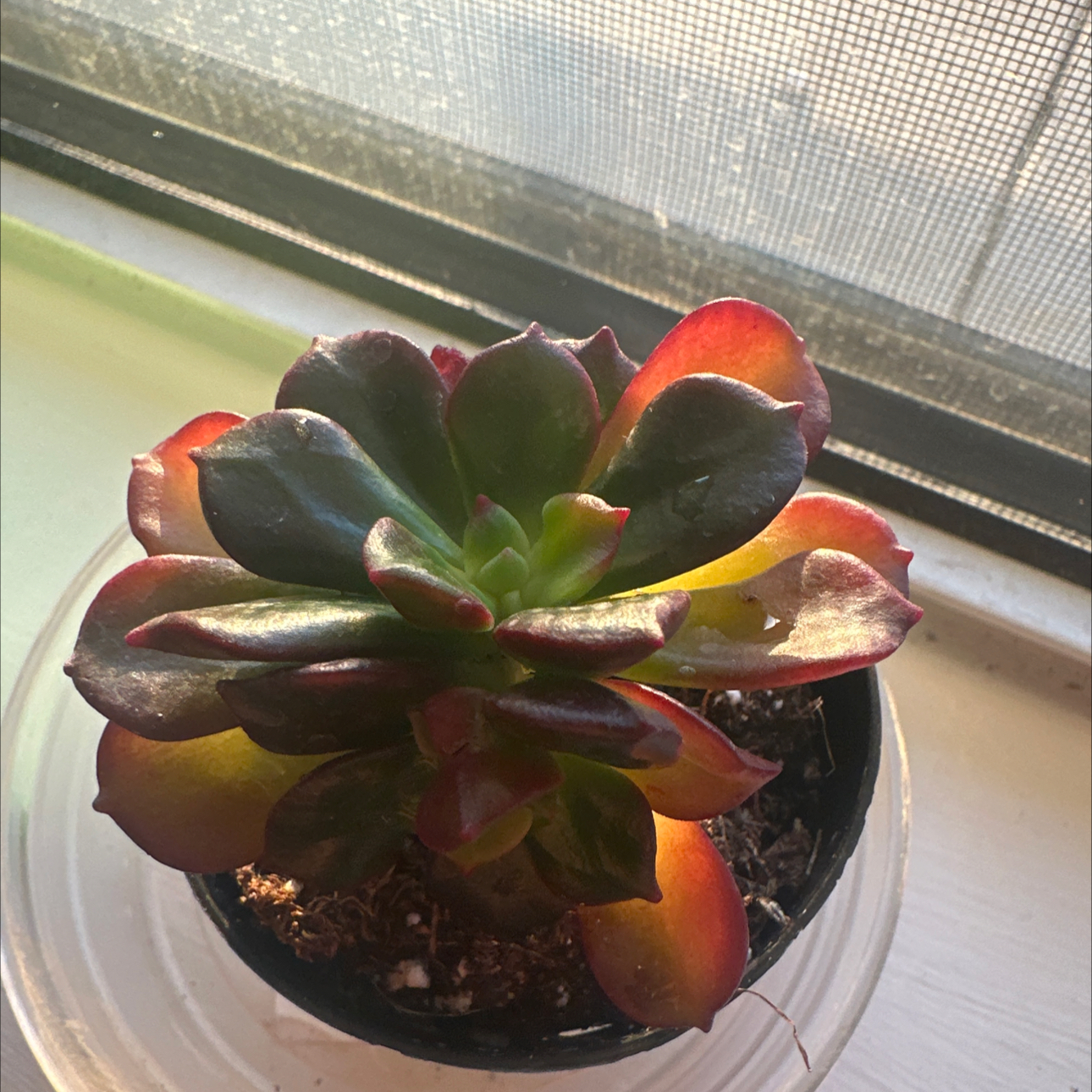 Photo of the plant species Copper Rose by @BusyNinebark49 named Maribel on Greg, the plant care app