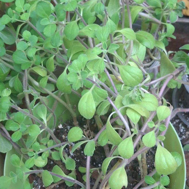 Photo of the plant species Cancer Weed by @FitChervil64 named Elina on Greg, the plant care app