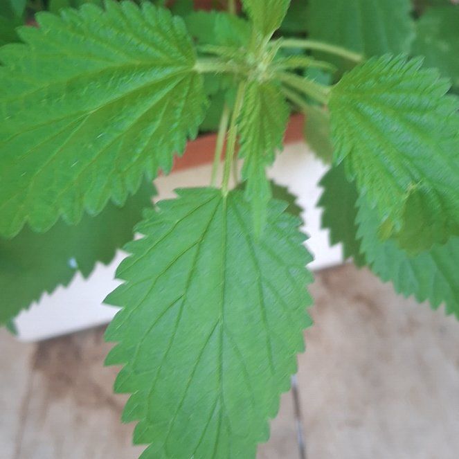 Photo of the plant species Hoary Stinging Nettle by @FitChervil64 named Sol on Greg, the plant care app
