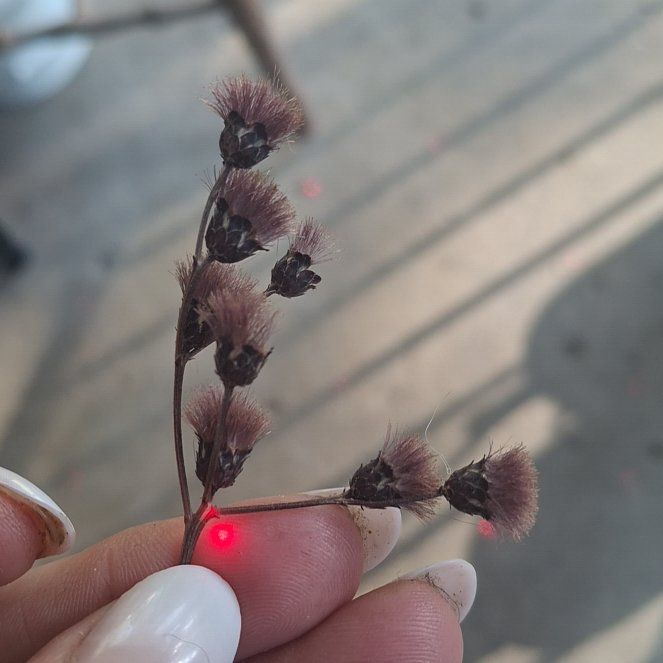 Photo of the plant species New York Ironweed by @FitChervil64 named Bieber on Greg, the plant care app