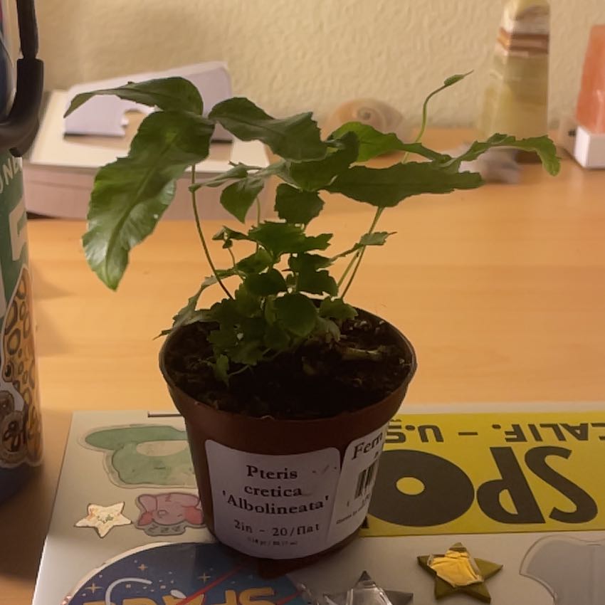 Photo of the plant species Cretan Brake Fern 'Albolineata' by @ManlyBluecohosh named Gobi on Greg, the plant care app
