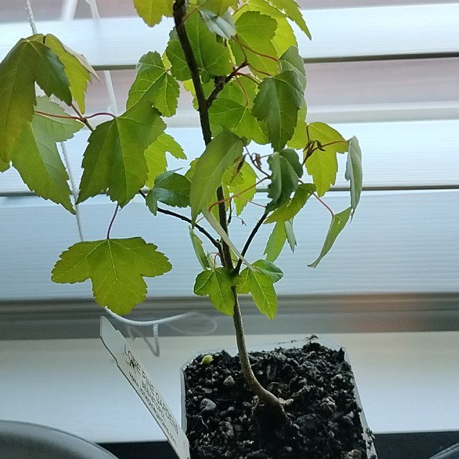 Photo of the plant species Trident maple by @GloriousArugula named Emerson on Greg, the plant care app