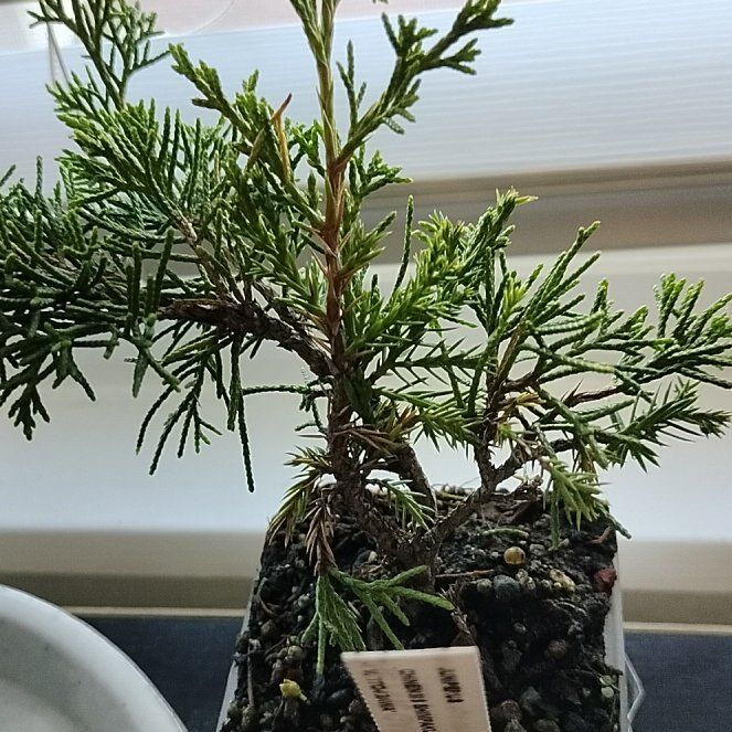 Photo of the plant species Sea Green Juniper by @GloriousArugula named Clooney on Greg, the plant care app