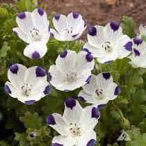 Photo of the plant species Fivespot by @LovingCinchweed named Spots on Greg, the plant care app