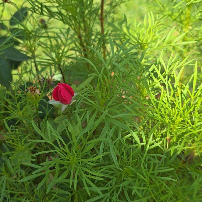 Photo of the plant species Flowering Flax by @ShinyRosea94 named Miley on Greg, the plant care app