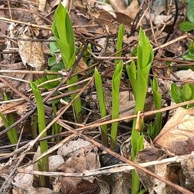 Photo of the plant species Canada Mayflower by @FastAlmond88 named Terra on Greg, the plant care app