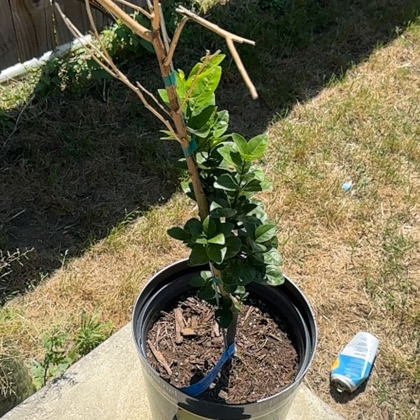 Photo of the plant species Thornless Key Lime by @JocoseEdelweiss named Bodhi on Greg, the plant care app