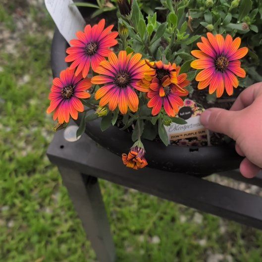 Photo of the plant species Osteospermum 'ZionTM Purple Sun' by @SteadyPinoak74 named Coco on Greg, the plant care app