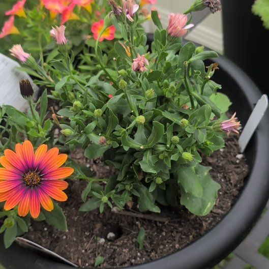 Photo of the plant species Osteospermum 'Serenity Lavender Frost' by @SteadyPinoak74 named Girlfrond on Greg, the plant care app
