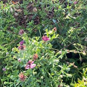 Photo of the plant species Alfalfa by @GoodMango66 named Shakira on Greg, the plant care app