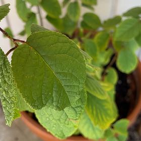 Photo of the plant species Bird Cherry by @GoodMango66 named Messi on Greg, the plant care app