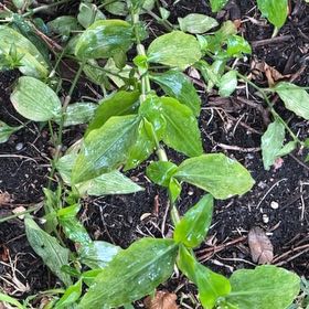 Photo of the plant species Benghal Dayflower by @GoodMango66 named Gobi on Greg, the plant care app