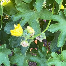 Photo of the plant species Cretan Bryony by @GoodMango66 named Aria on Greg, the plant care app