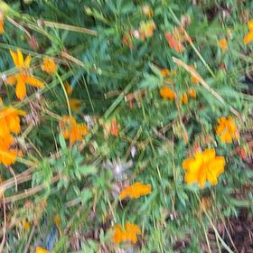 Photo of the plant species Sulphur Cosmos by @GoodMango66 named Bella on Greg, the plant care app