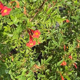 Photo of the plant species Virginian Rose by @GoodMango66 named Navajo on Greg, the plant care app
