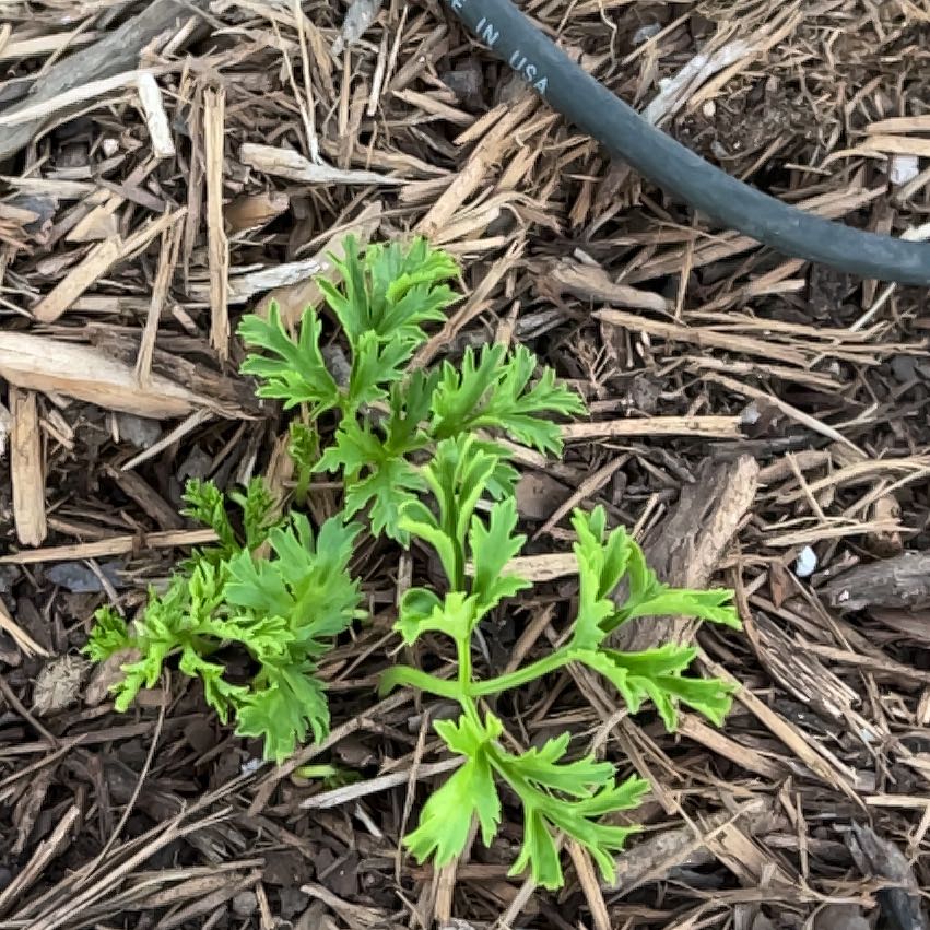 Photo of the plant species Field Burrweed by @GoodMango66 named Fernie Saunders on Greg, the plant care app