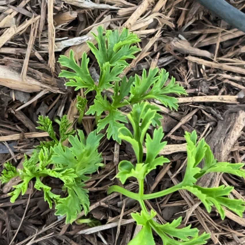 Photo of the plant species Field Burrweed by @GoodMango66 named Sanders on Greg, the plant care app