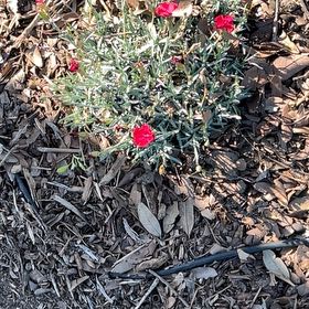 Photo of the plant species Valeriana rubra by @GoodMango66 named Gomez on Greg, the plant care app