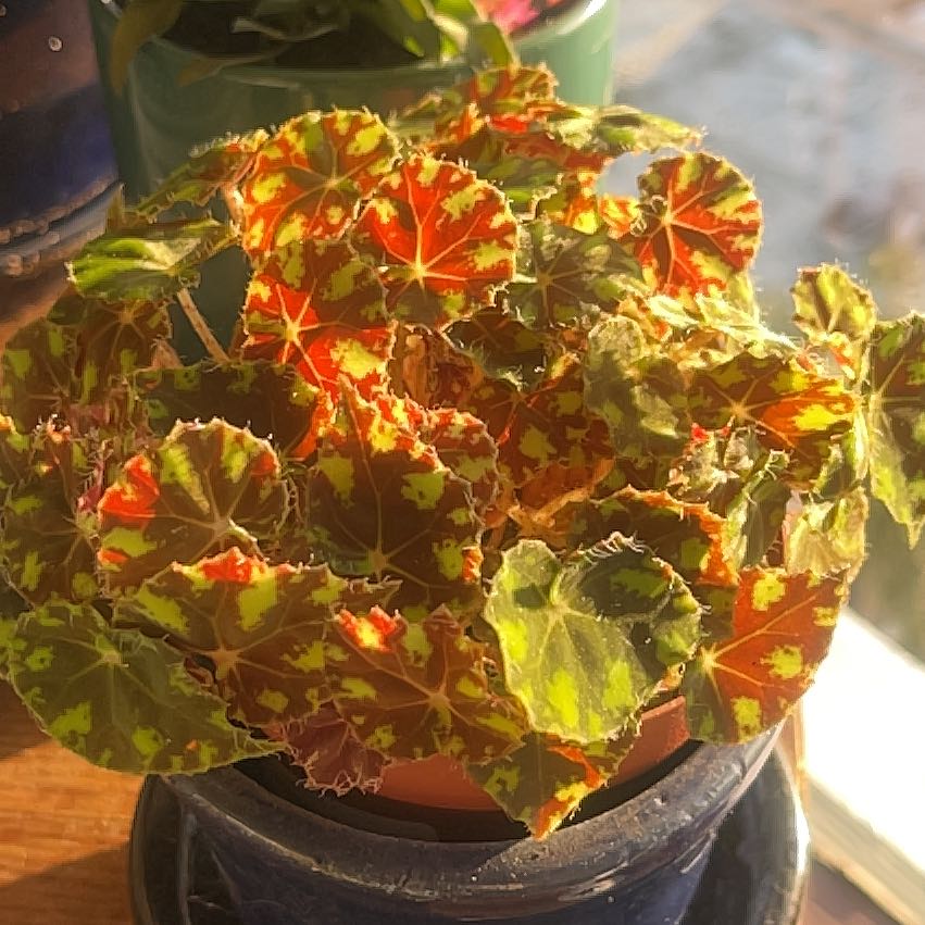 Photo of the plant species Begonia Tiger Paws by @LeadBeebalm77 named Mizu on Greg, the plant care app