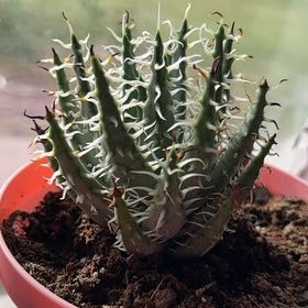 Photo of the plant species Aloe Erinacea by @AliveFuscia43 named Shrek on Greg, the plant care app