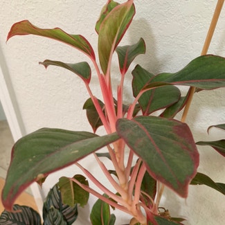 Chinese Evergreen plant in Miami, Florida