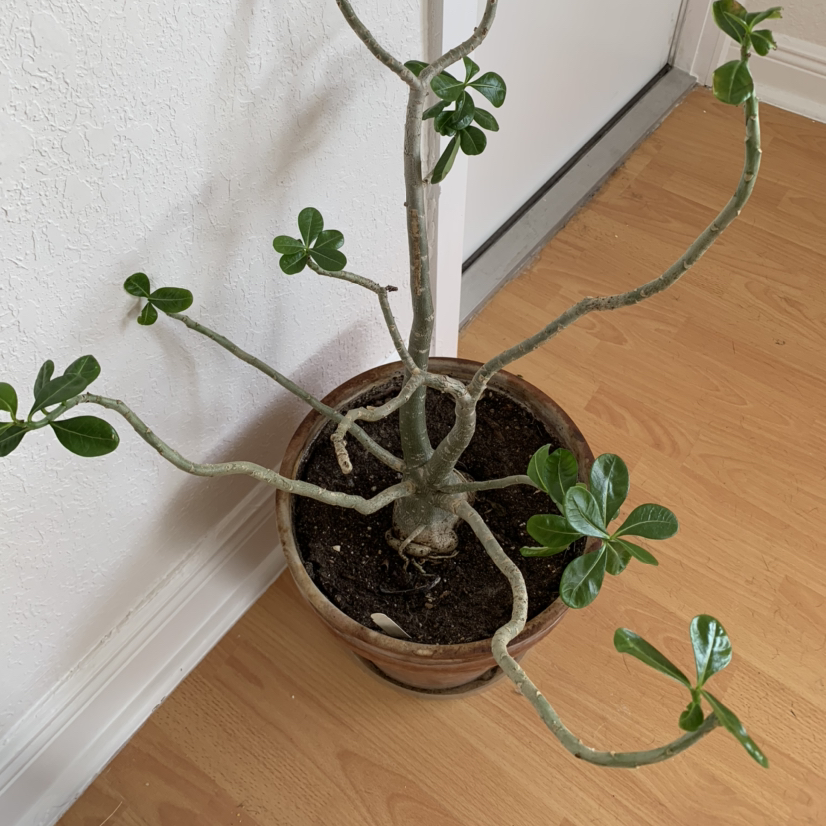 Desert Rose Plant in a pot with sparse green leaves and visible soil.