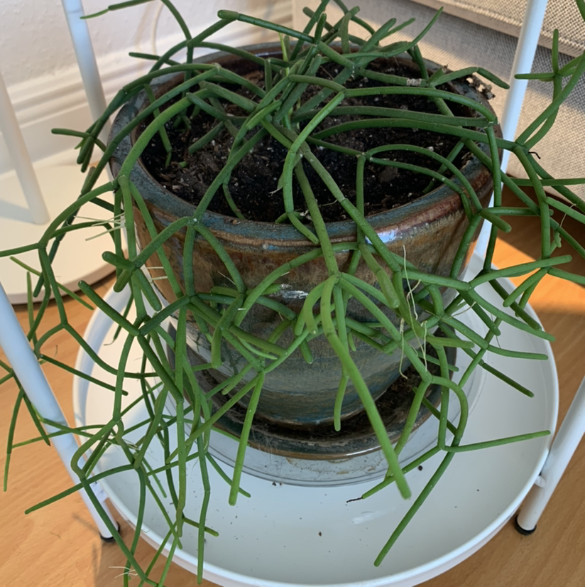 Pencil Cactus (Euphorbia tirucalli) in a pot with visible soil, healthy green stems.