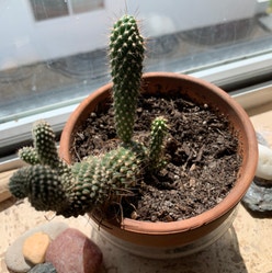 Peanut Cactus plant